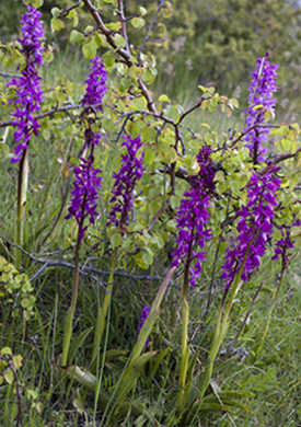 Ibrido 4647.jpg