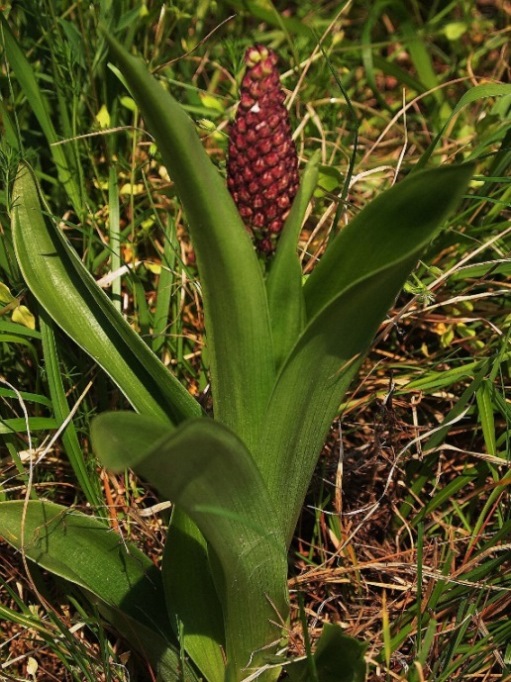 Orchis purpurea 349 - Copia.JPG