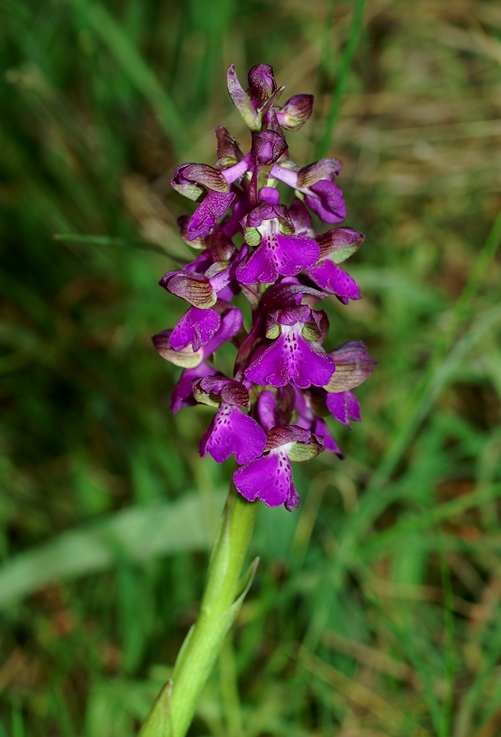 Anacamptis morio 6754.JPG