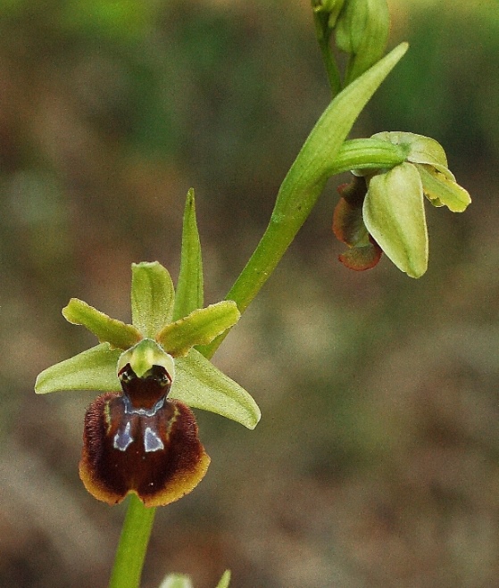 Ophrys sphegodes 6741.JPG