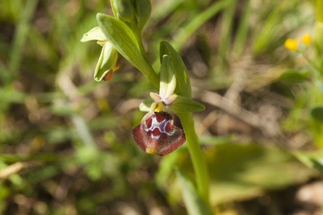 Ophrys oxyrrhynchos celiensis.jpg