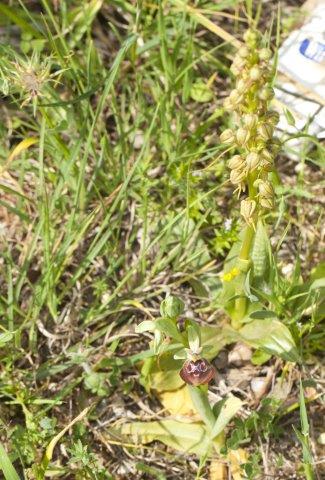 Ophrys celiensis.jpg