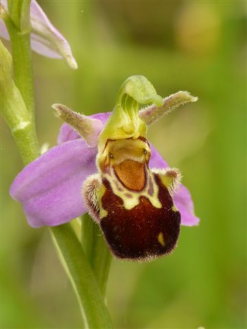 Oph. apif. aurita .JPG