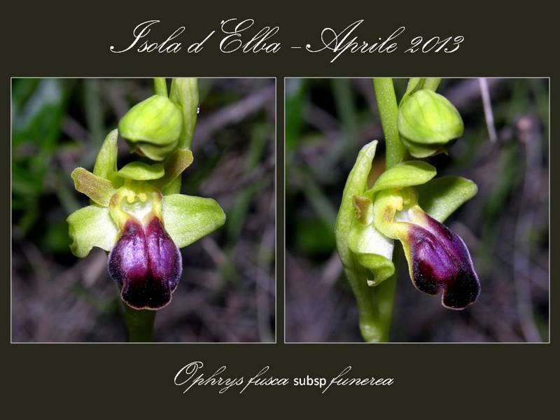 Ophrys funerea (2).jpg