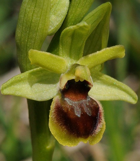 oaraneola14.jpg