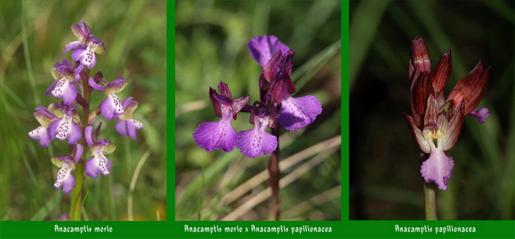 Ibrido---Morio-x-Papilionac.jpg