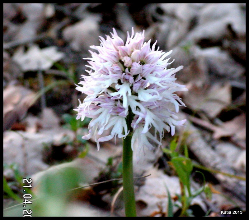 1-1-PICT1660.JPG