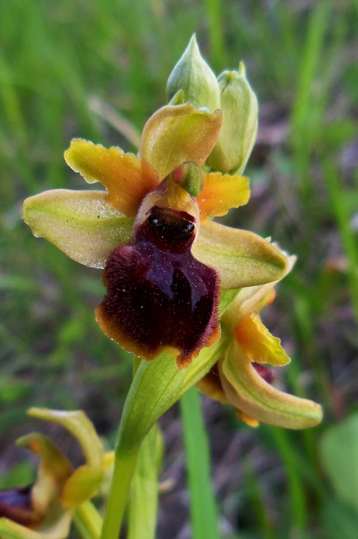 Ophrys sphegodes a Schignano.jpg