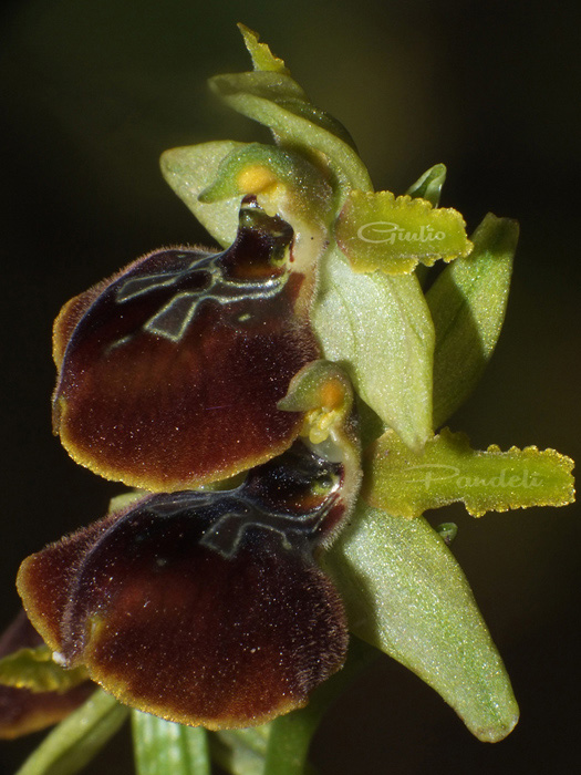 DSCF1858.jpg