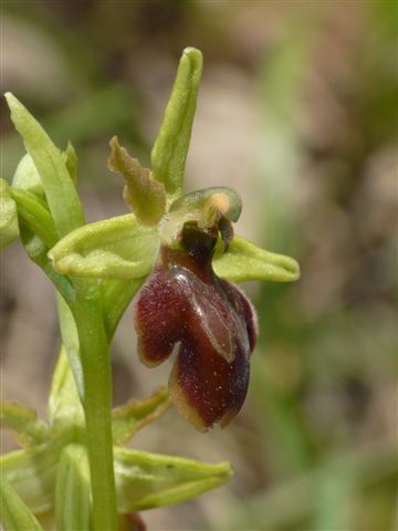 Oph. class x insec..JPG