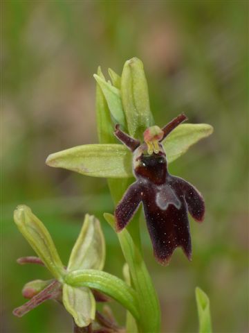 Oph. class. x  insec..JPG