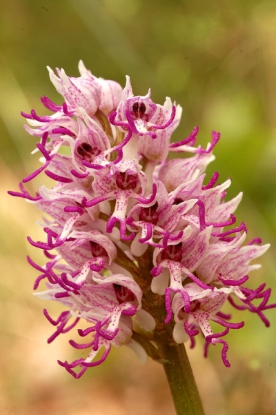Orchis simia.jpg