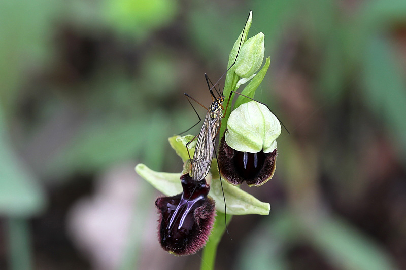 1l-ophrys-incubacea subsp. incubacea-XMG_4094.jpg