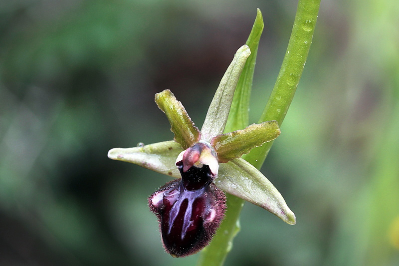 2l-ophrys-incubacea subsp. incubacea-XMG_4078.jpg