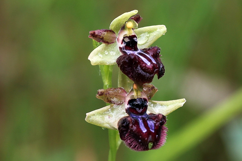 4l-ophrys-incubacea subsp. incubacea-XMG_3971.jpg