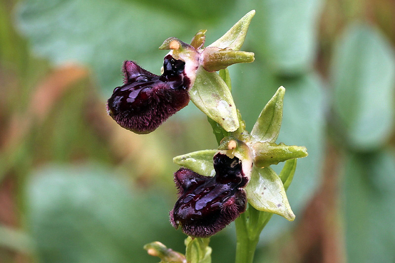 3l-ophrys-incubacea subsp. incubacea-XMG_3957.jpg