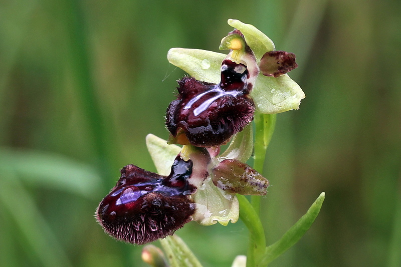 5l-ophrys-incubacea subsp. incubacea-XMG_3965.jpg