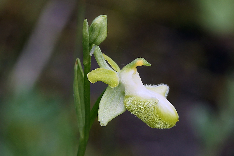 7l-ophrys-incubacea subsp. incubacea-apocromatica-XMG_4243.jpg