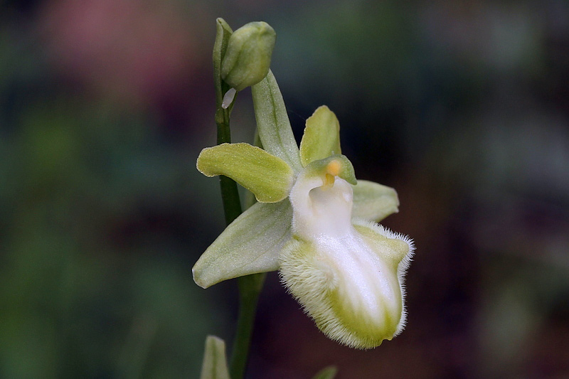 8l-ophrys-incubacea subsp. incubacea-apocromatica-XMG_4235.jpg