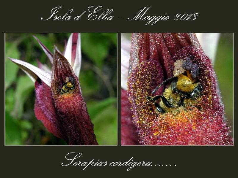 S. cordigera ....... (2).jpg
