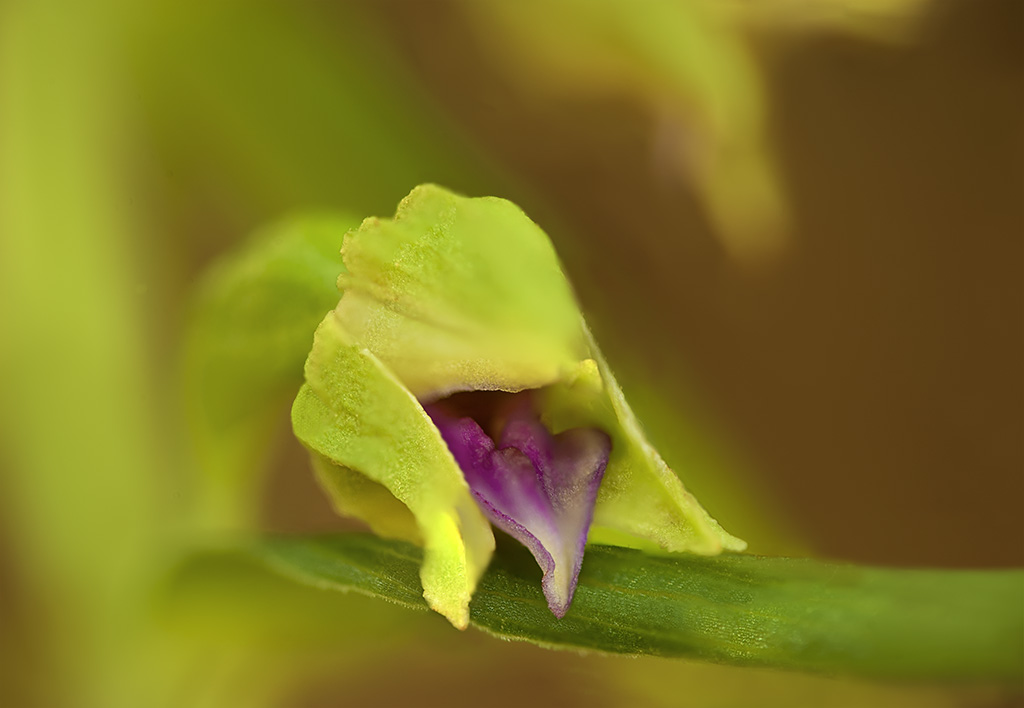 Epipactis thesaurensis 3.jpg