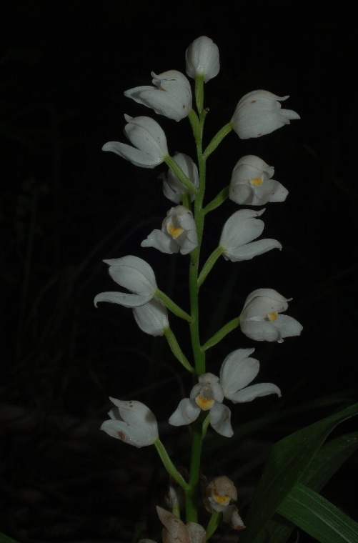 Cephanthera longifolia 6798 - Copia.JPG