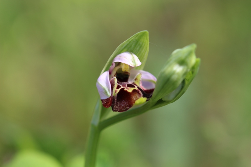 Ophrys fuciflora 1.jpg