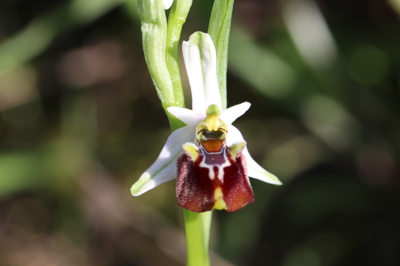 Ophrys fuciflora 2a.jpg