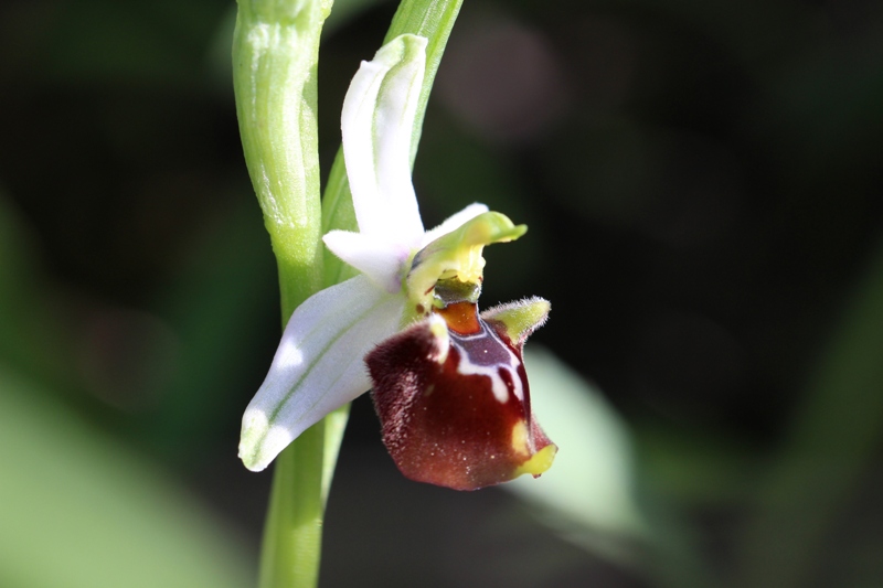 Ophrys fuciflora 2b.jpg