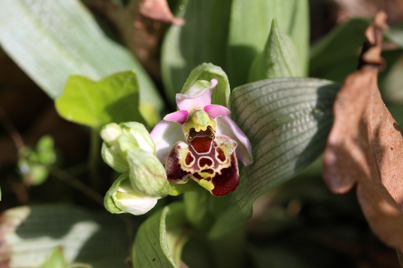 Ophrys fuciflora 3.jpg