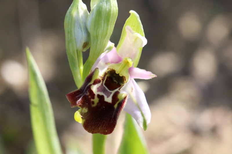 Ophrys fuciflora 4.jpg