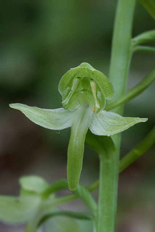 Platantherachlorantha.jpg