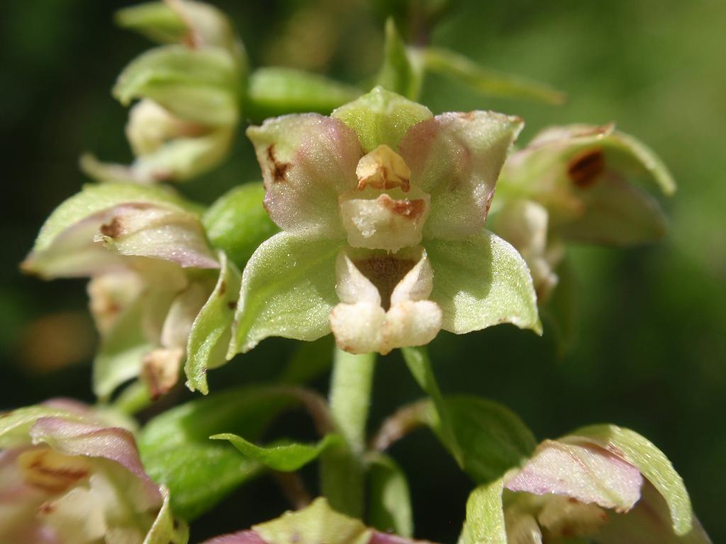 E. orbicularis distans 3.JPG