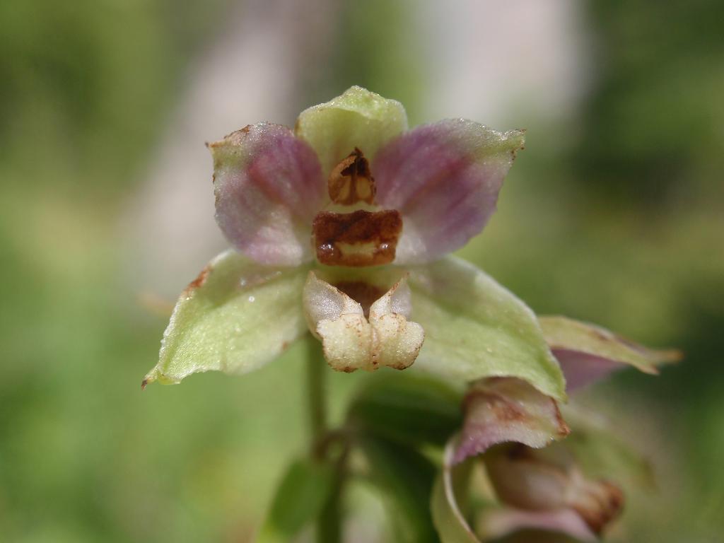 E. orbicularis distans 4.JPG