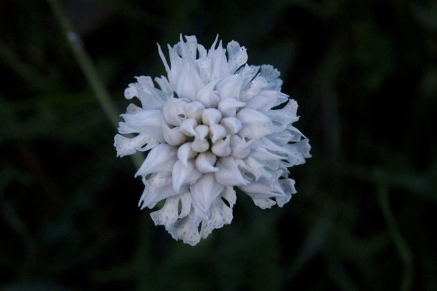 DSC_0012-.jpg