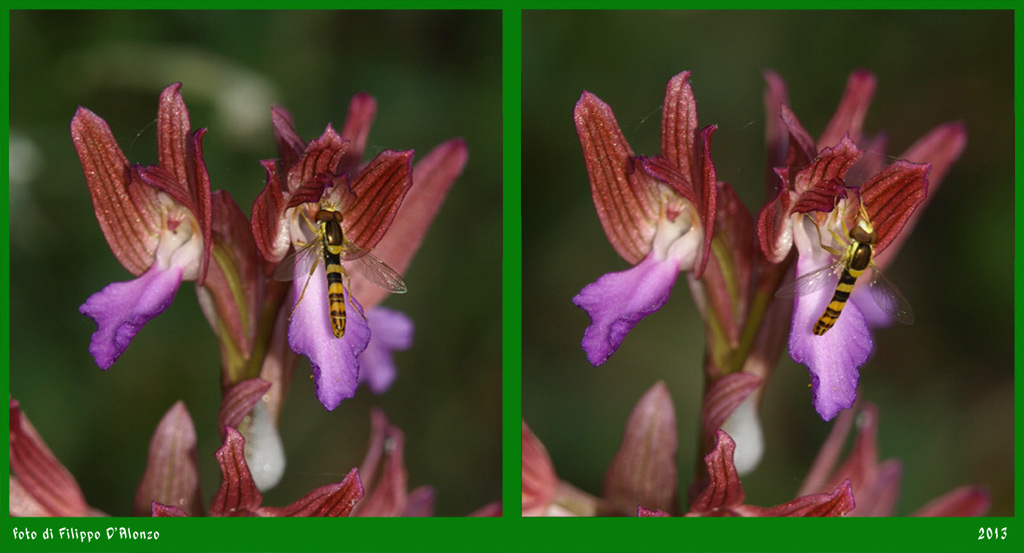 Impollinatore_papilionacea.jpg