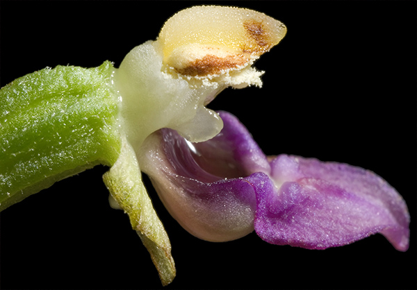 E thesaurensis.jpg