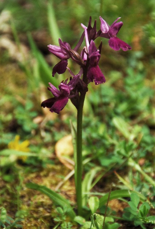 Dactylorhiza sp. 6866 - Copia.JPG