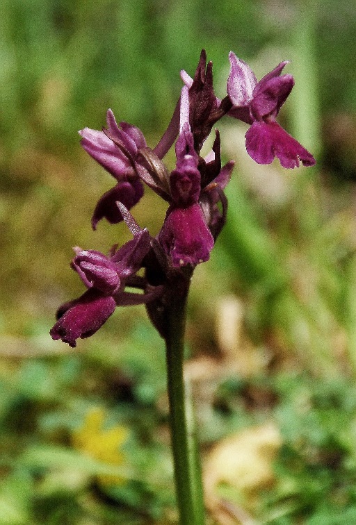 Dactylorhiza sp. 6867 - Copia.JPG