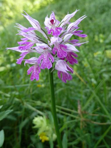 image008.jpg