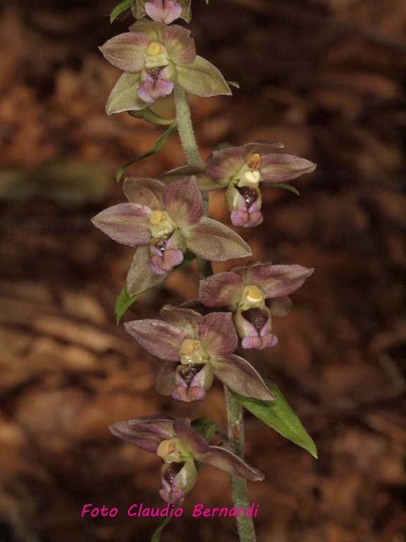 Epipactis meridionalis.jpg