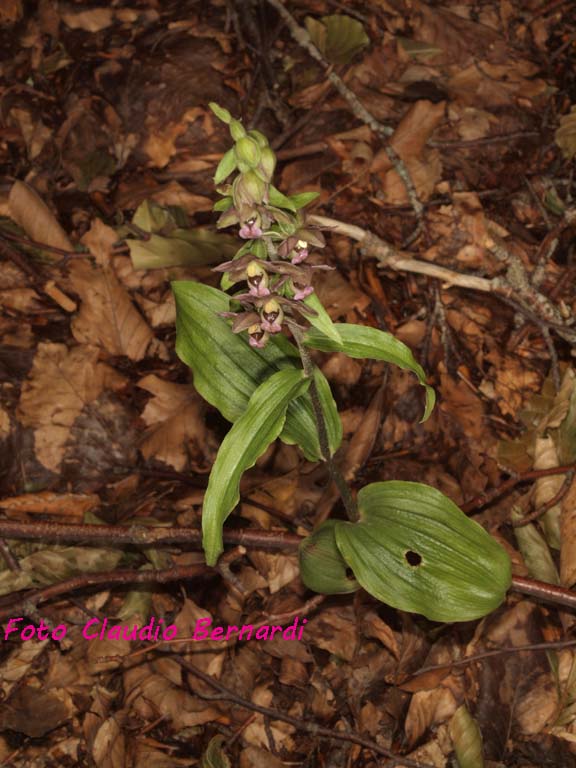 epipactis meridionalis2.jpg