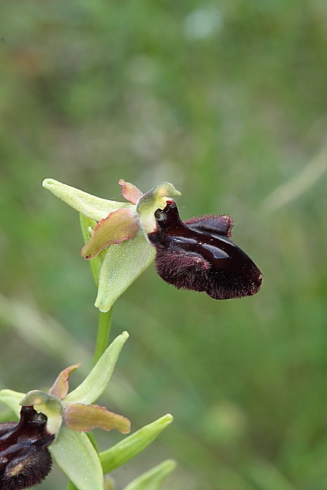 incubacea osoppo.JPG