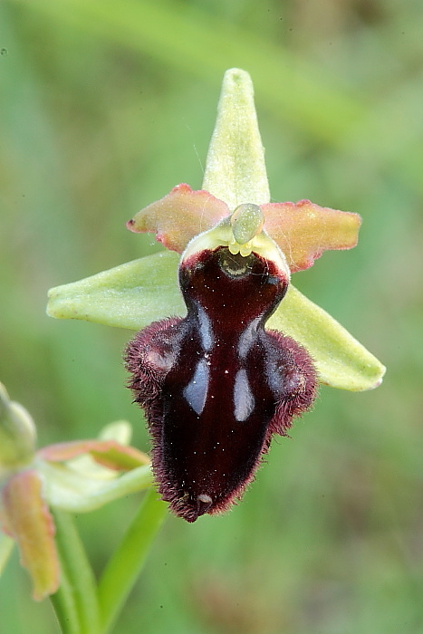 incubacea osoppo1.JPG
