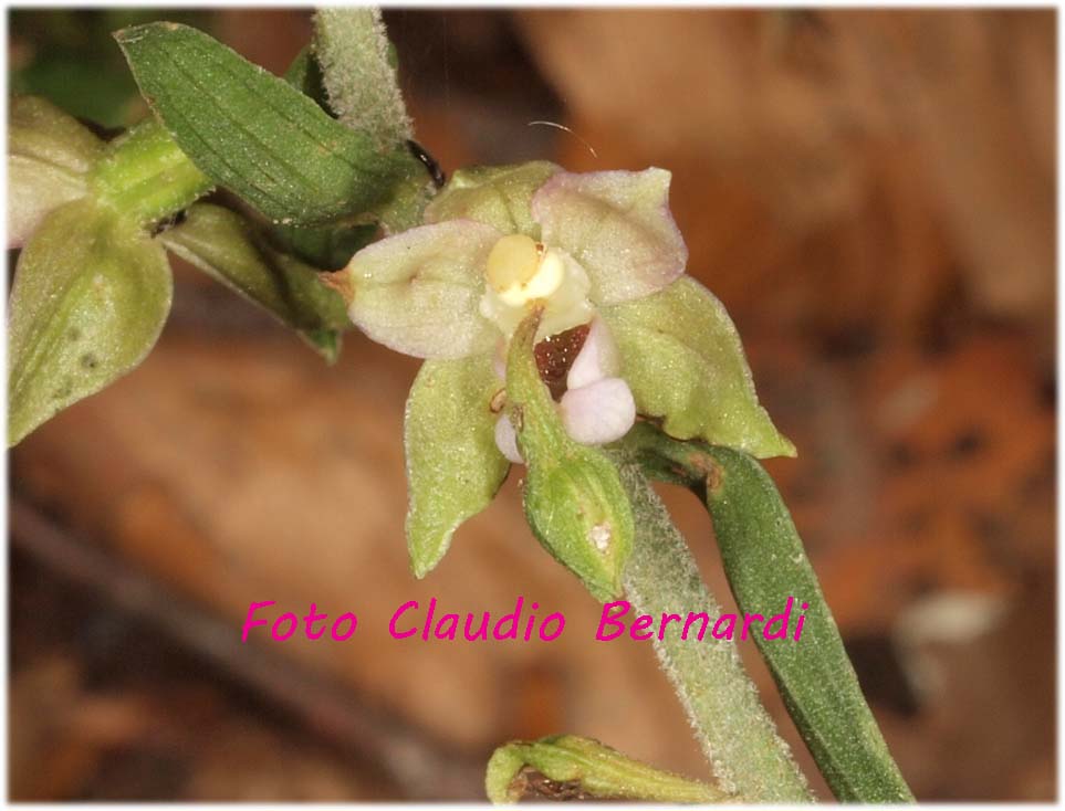 lusus di epipactis.jpg
