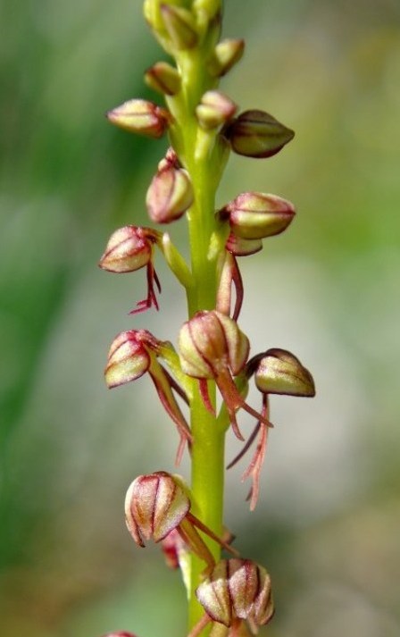 Orchis antropophora.JPG