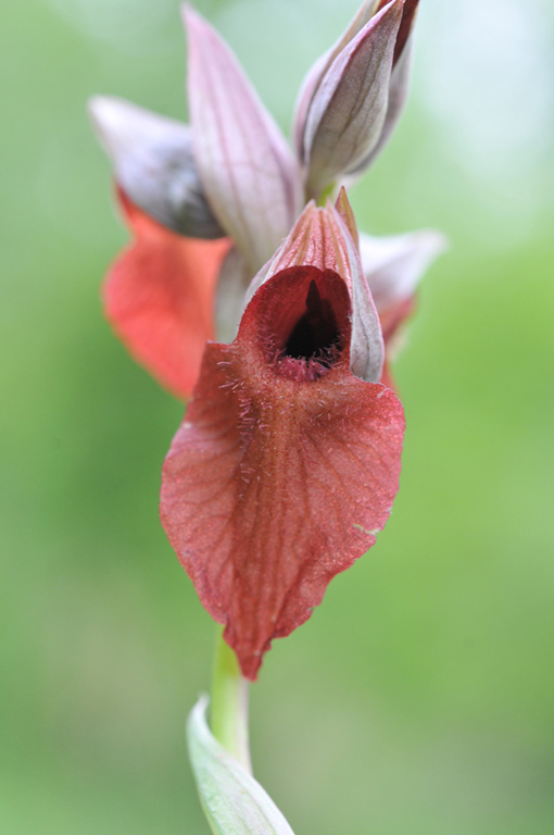 Serapias cordigera.jpg