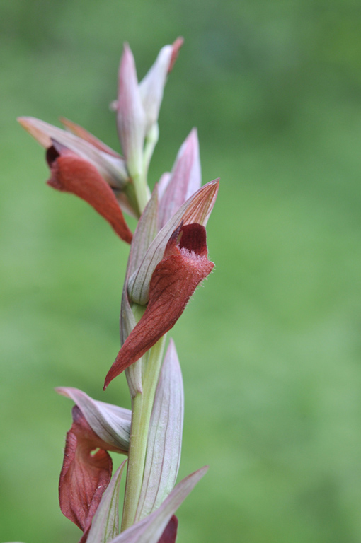 Serapias sp_01.jpg