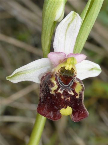 O.pinguis 2.JPG