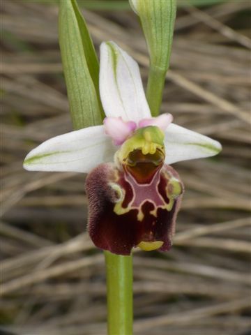 O.pinguis .JPG